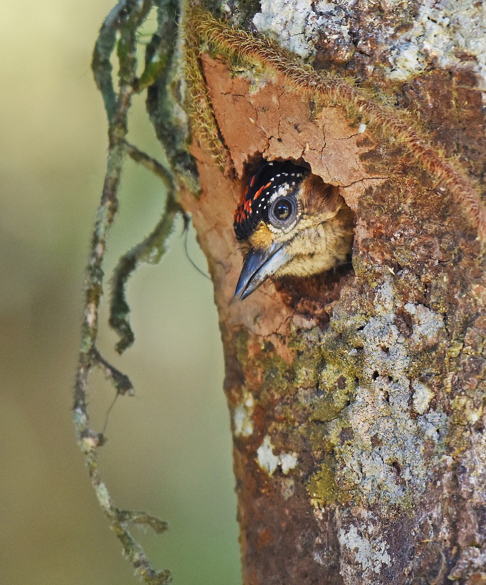 Ochre-collared Piculet - Guilherme  Willrich