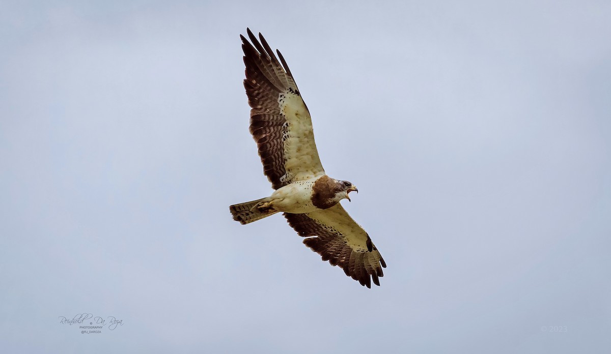 Swainson's Hawk - ML598465321