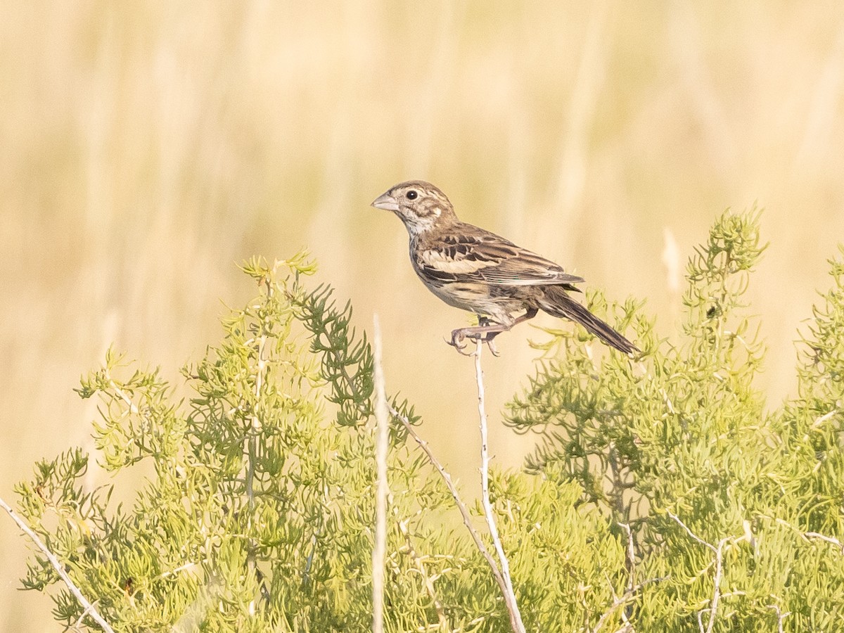 Lark Bunting - ML598466271