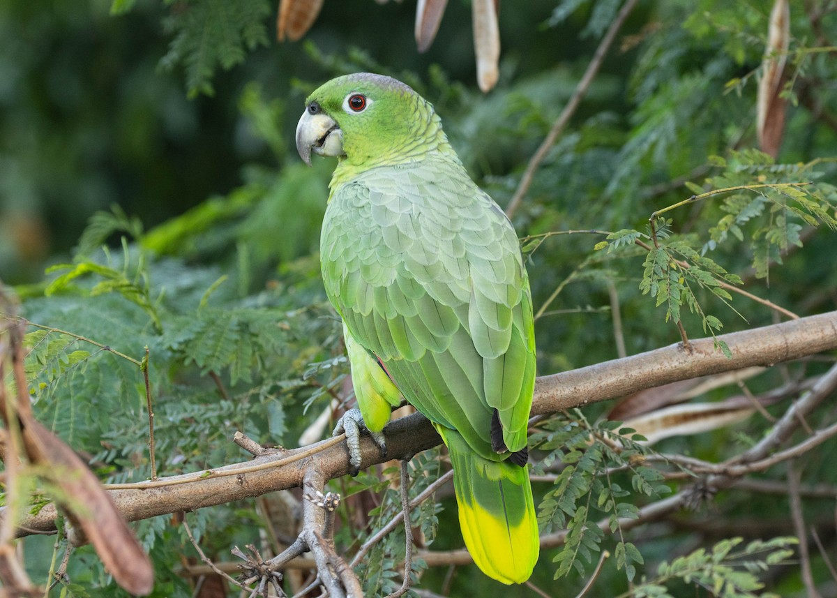 Mealy Amazon - Silvia F🪶 Linhares