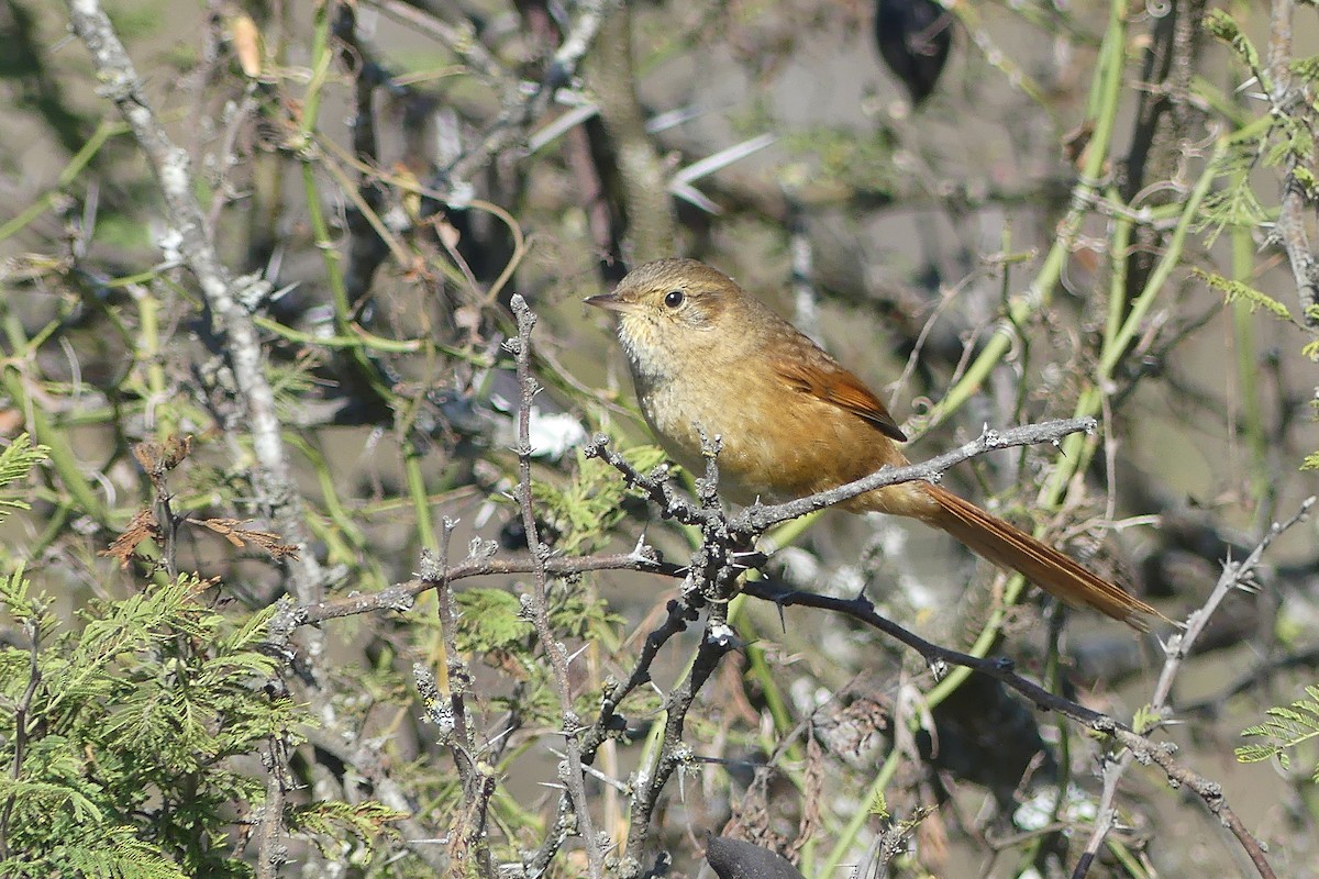 ボリビアカマドドリ - ML598467191