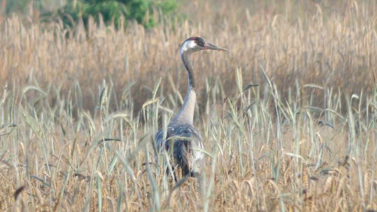 Common Crane - ML598468431