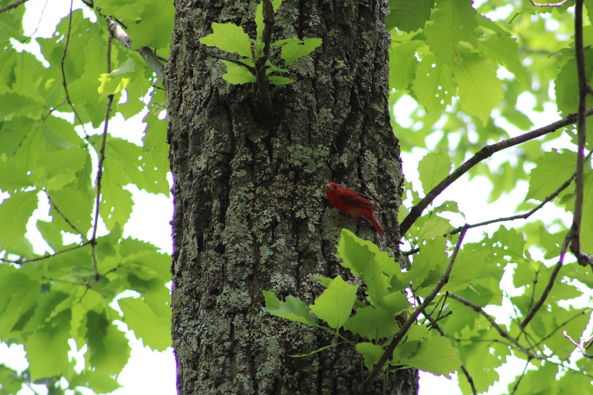 Summer Tanager - ML598468821