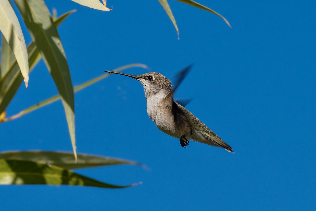 Black-chinned Hummingbird - ML598468951