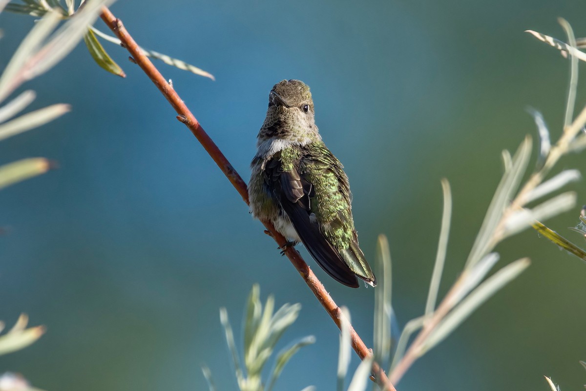 Anna's Hummingbird - ML598469051