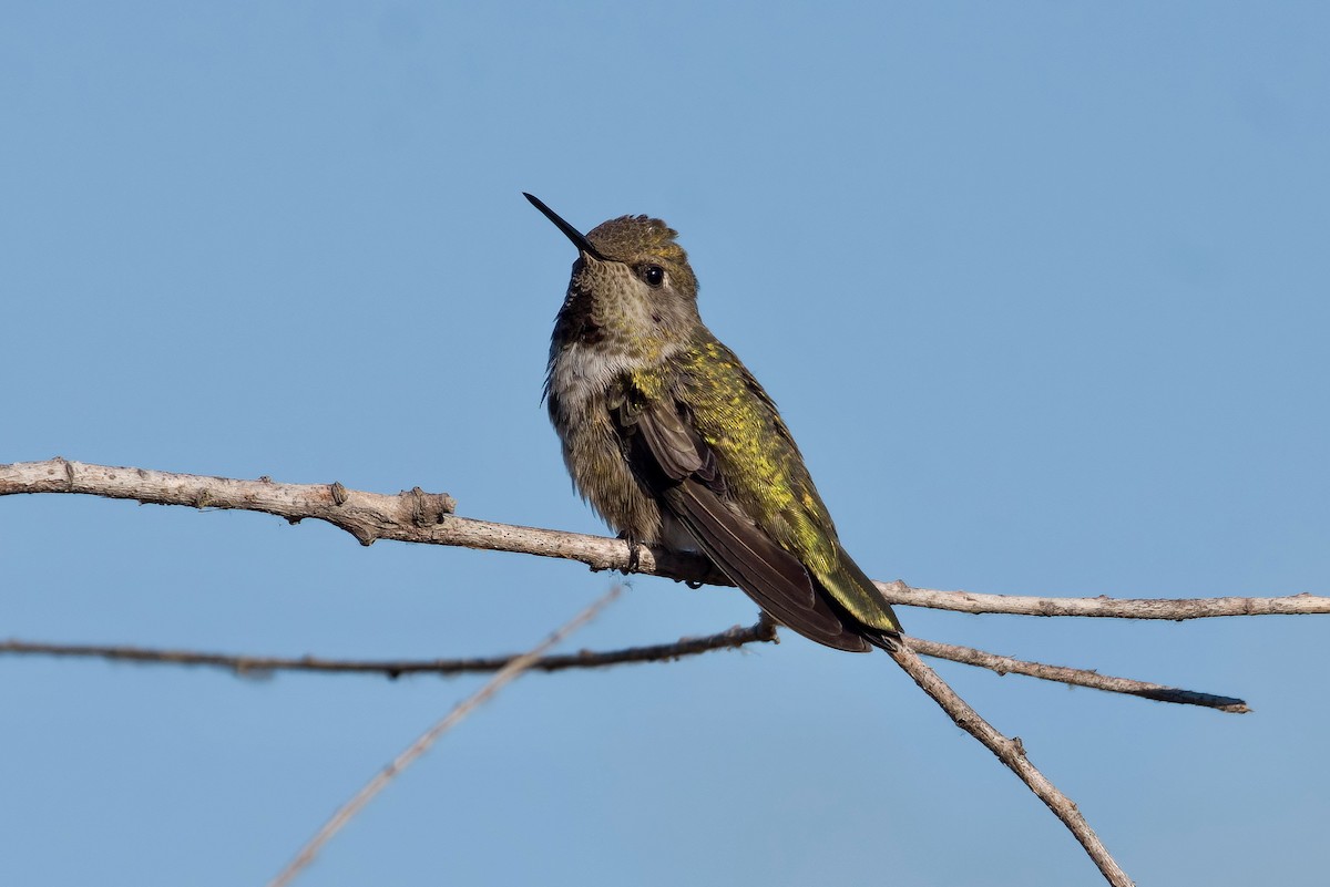 Anna's Hummingbird - ML598469061