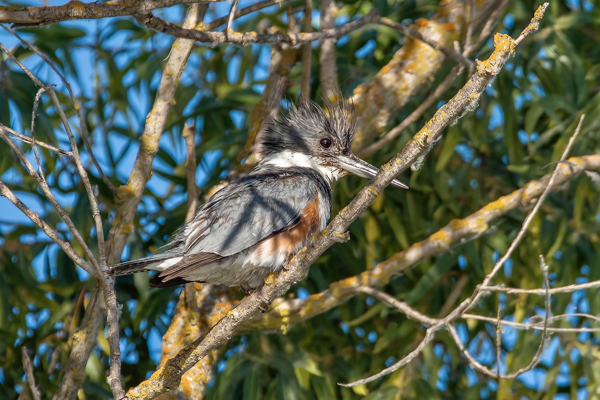 Belted Kingfisher - ML598469151