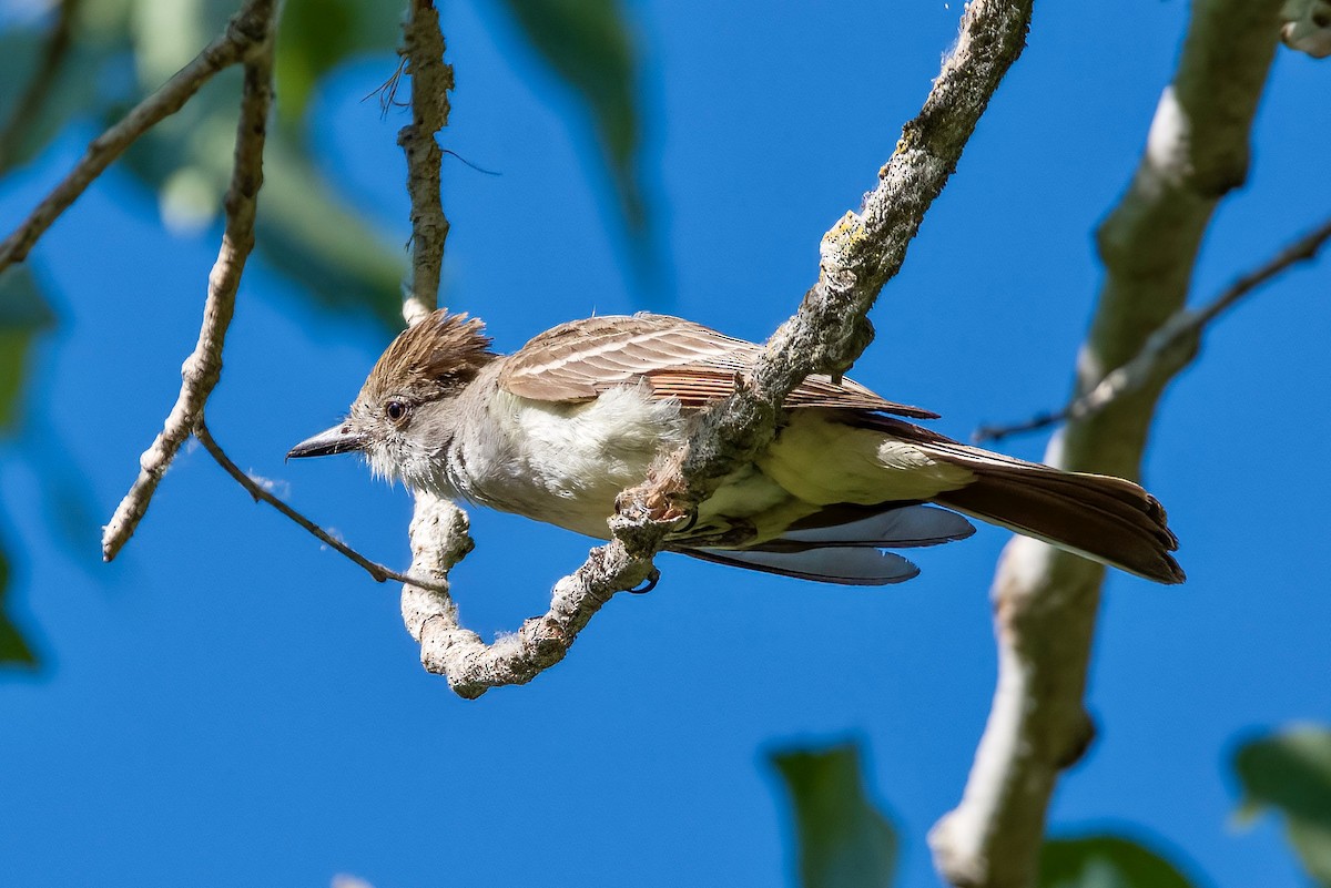 Ash-throated Flycatcher - ML598469271