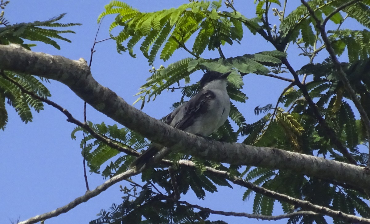 Loggerhead Kingbird - ML598469701