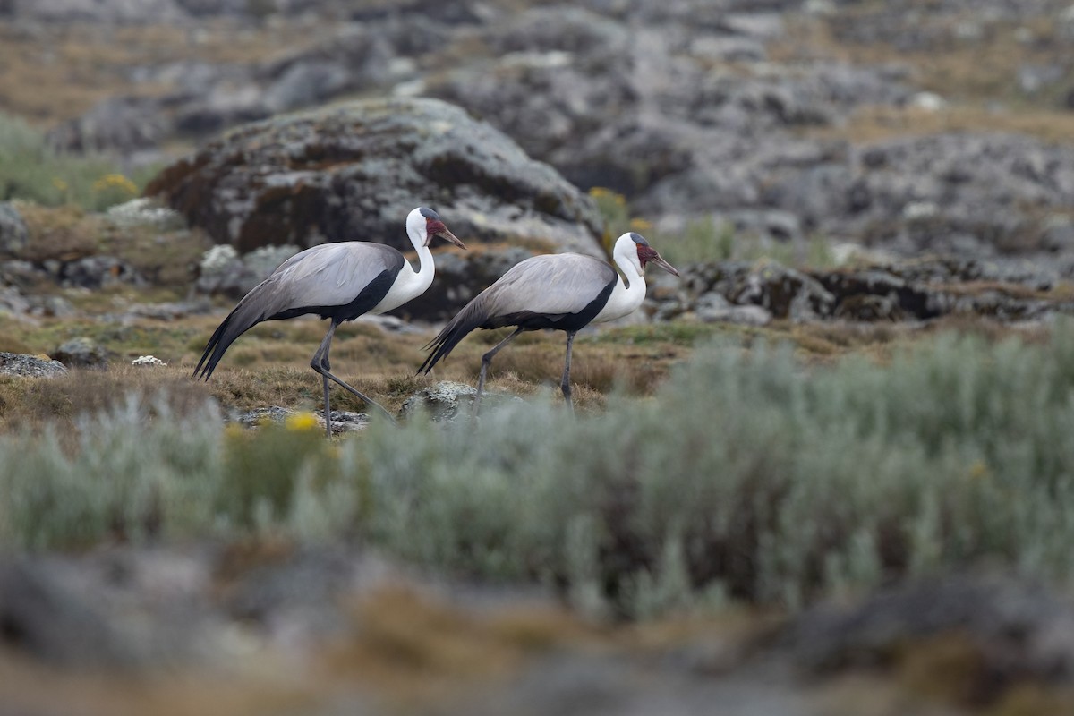 Wattled Crane - ML598470881