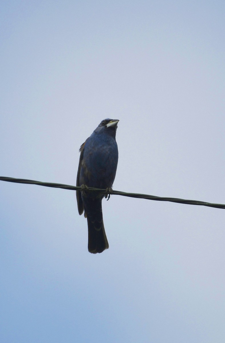 Blue Grosbeak - Julie Johnston