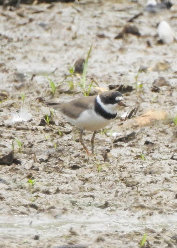 Semipalmated Plover - ML598471491