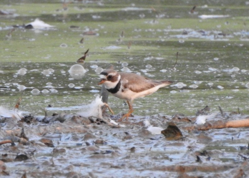 Semipalmated Plover - ML598471841