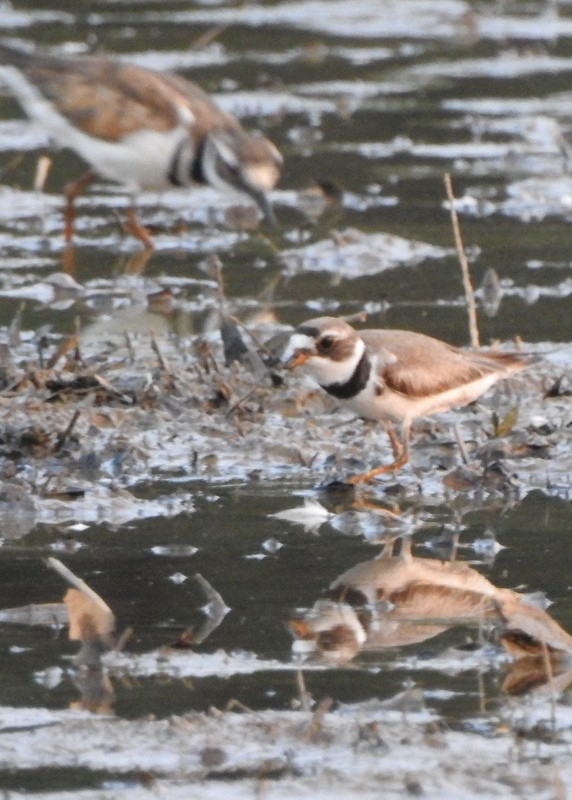 Semipalmated Plover - ML598472351