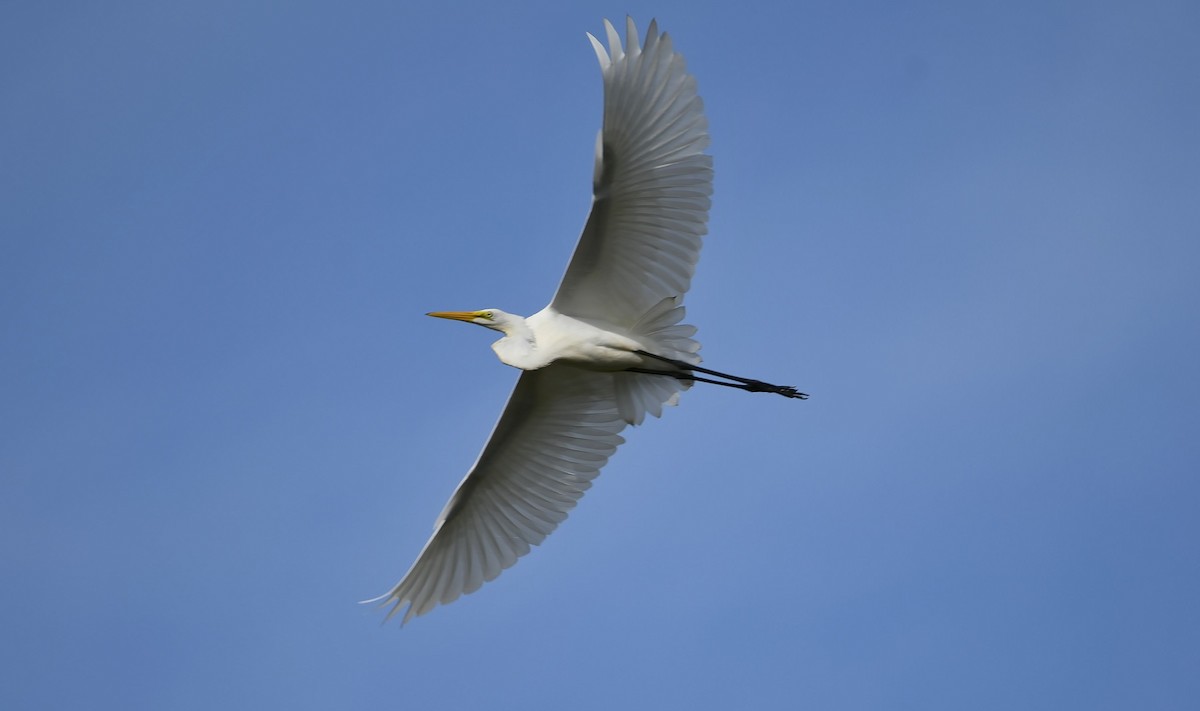 Great Egret - ML598472701