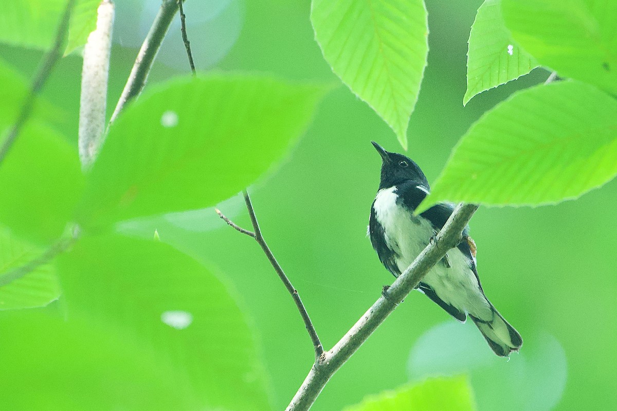 Black-throated Blue Warbler - ML598472921