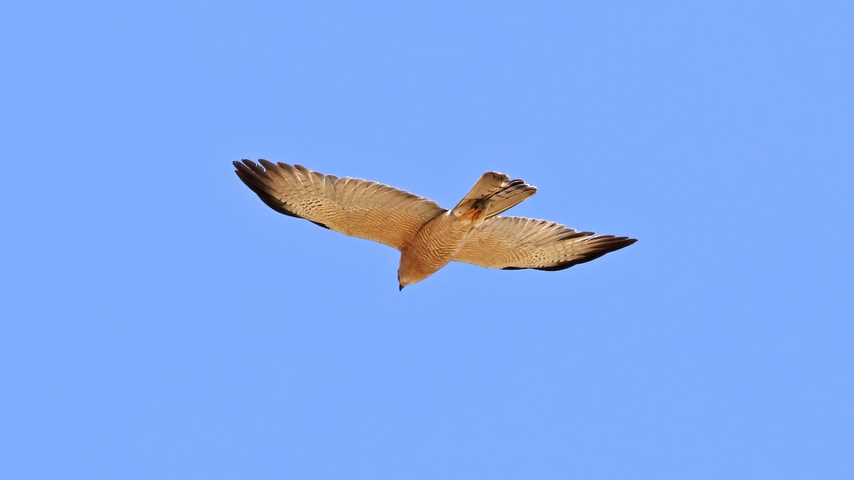 Levant Sparrowhawk - Tuncer Tozsin
