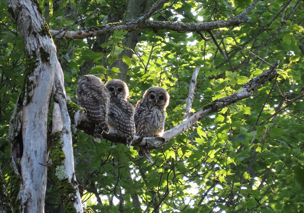 Barred Owl - ML598473381