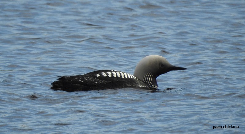 Pacific Loon - ML598473511