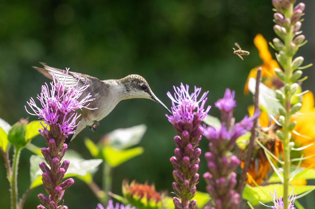 Ruby-throated Hummingbird - Nancy Wilcox