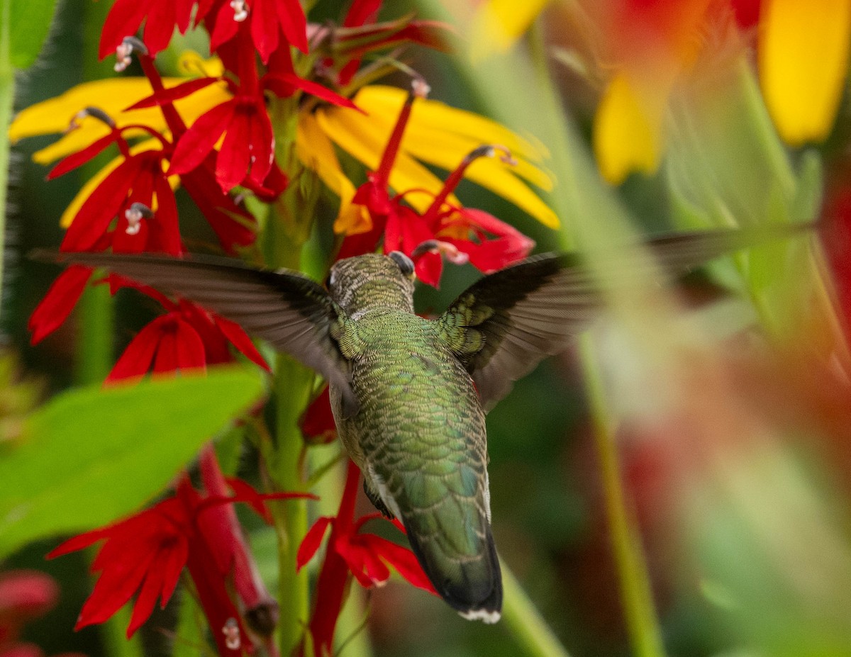 Ruby-throated Hummingbird - Nancy Wilcox