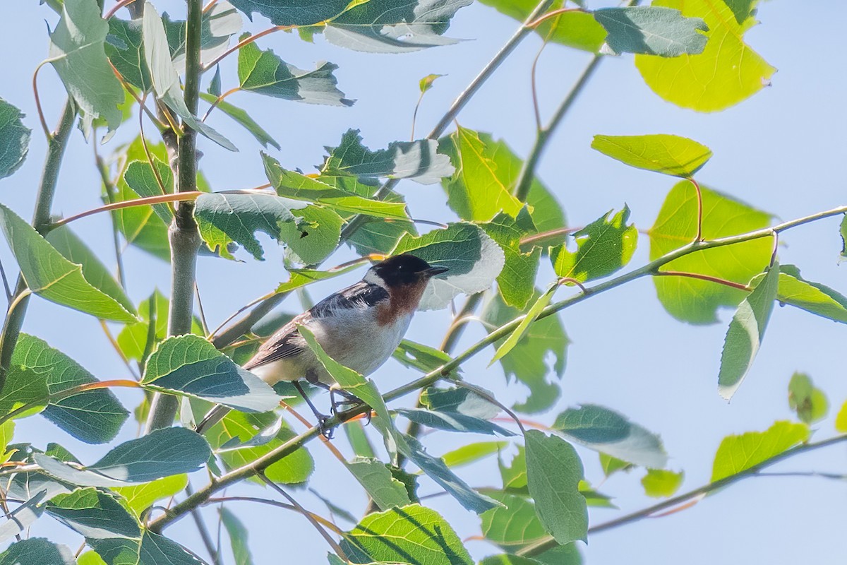 Paruline à poitrine baie - ML598474271