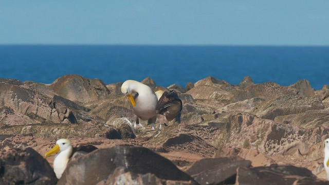 Albatros des Galapagos - ML598476101