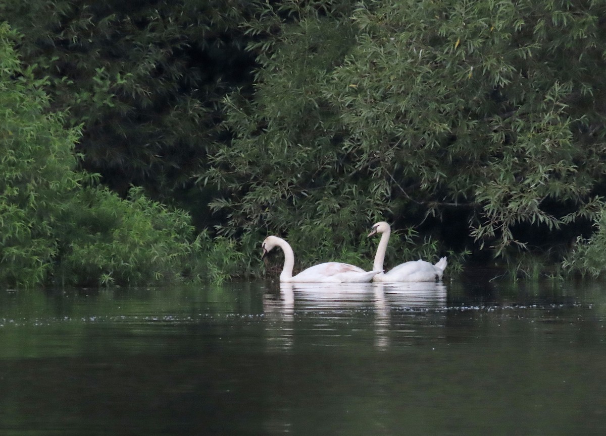 Mute Swan - ML598478891