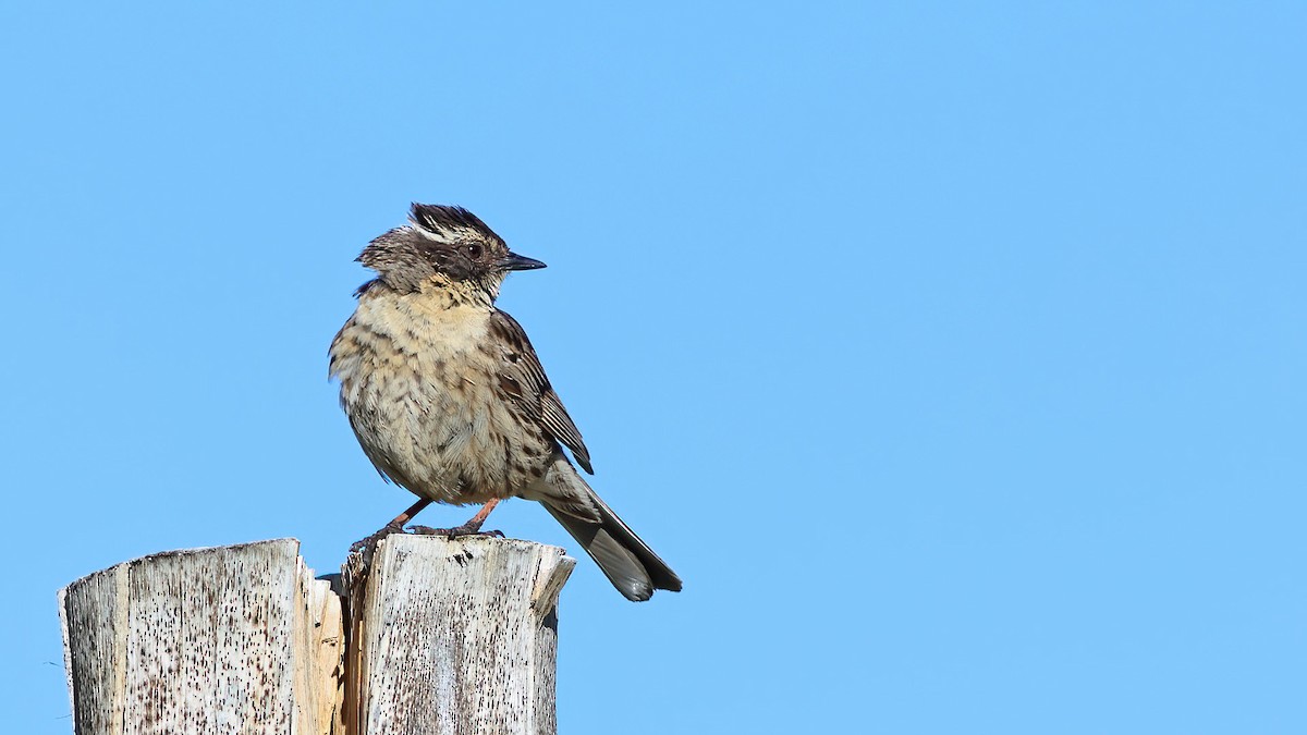 Radde's Accentor - Tuncer Tozsin