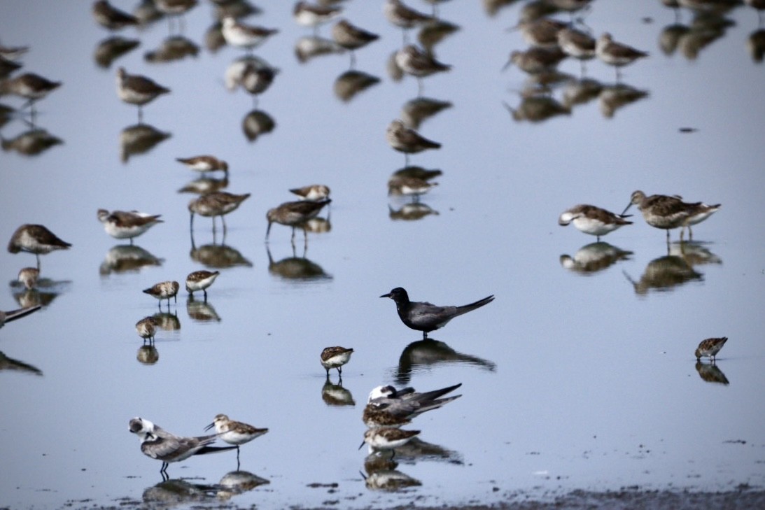 Black Tern - ML598479311