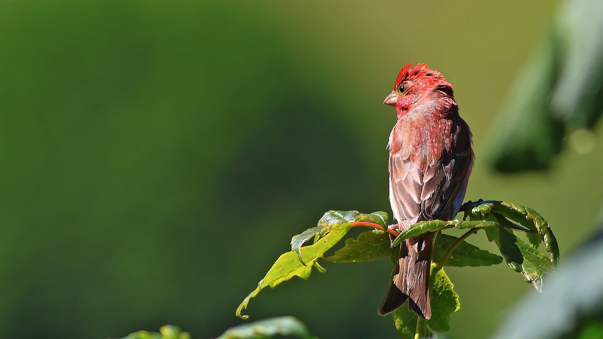 Common Rosefinch - Tuncer Tozsin