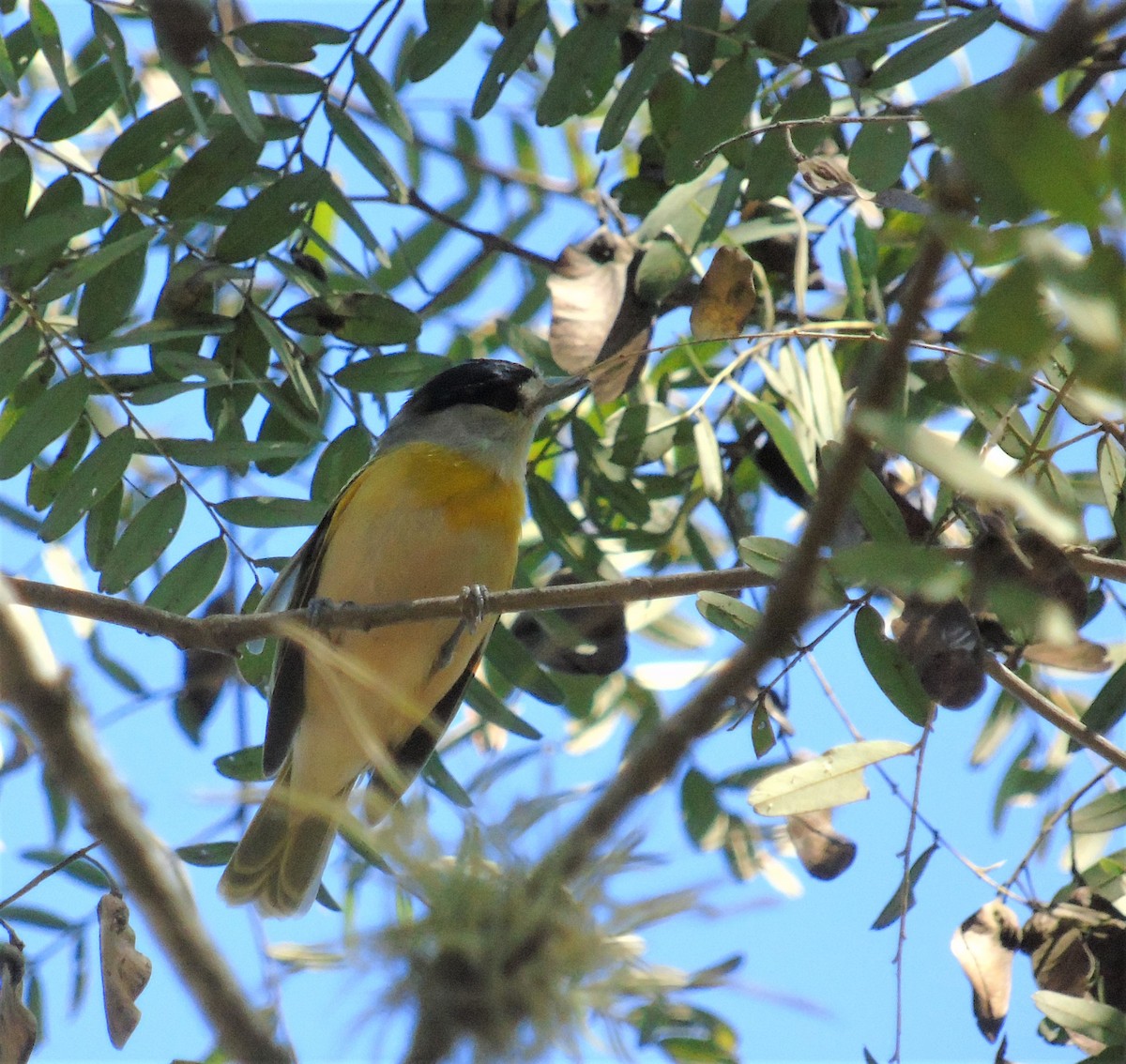 Green-backed Becard - Oliver Kohler