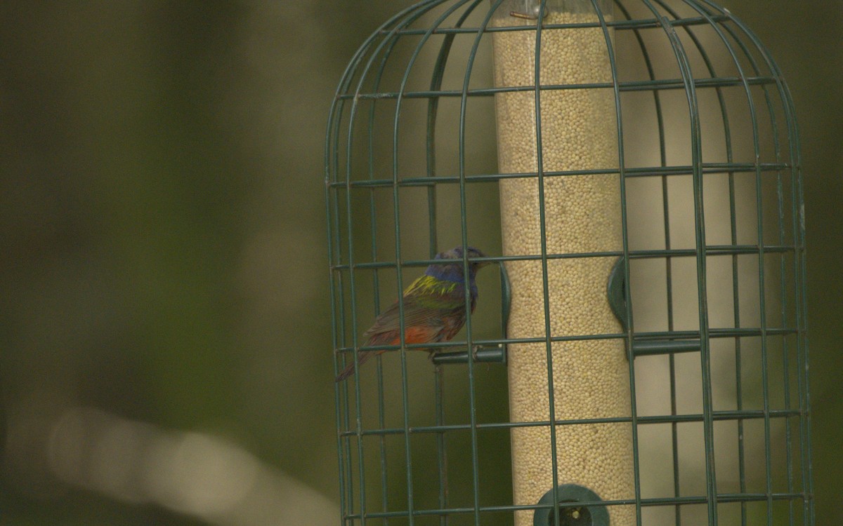 Painted Bunting - ML598481541