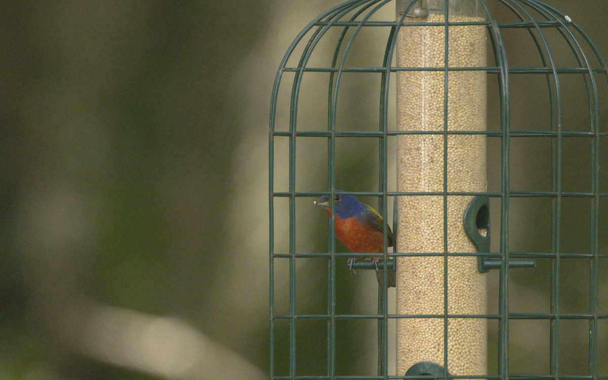 Painted Bunting - ML598481551