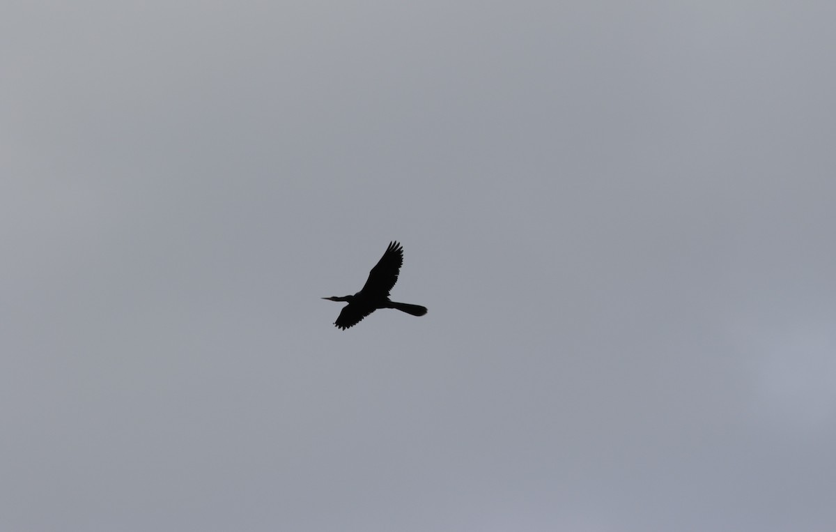 Anhinga - ML598481731