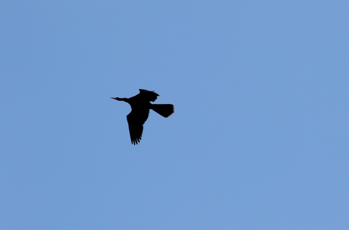 Anhinga - ML598481741
