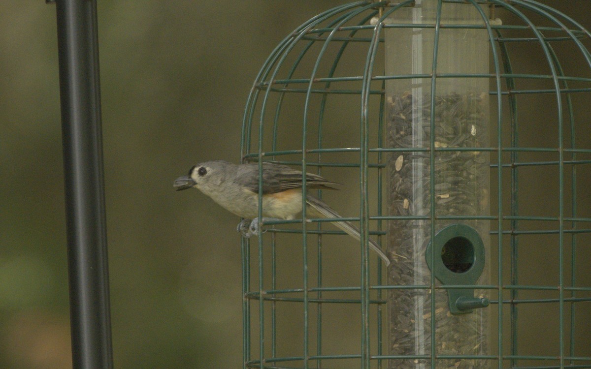 Tufted Titmouse - ML598481811