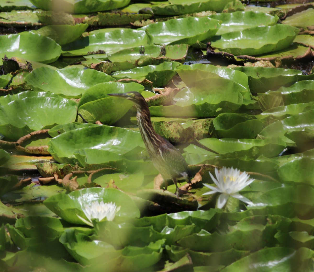 Green Heron - ML598481911