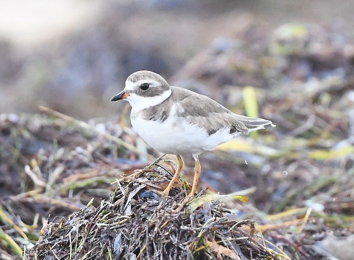 Semipalmated Plover - ML598483451