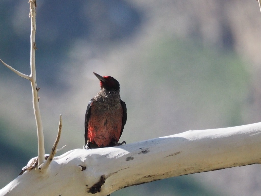 Lewis's Woodpecker - ML598483961