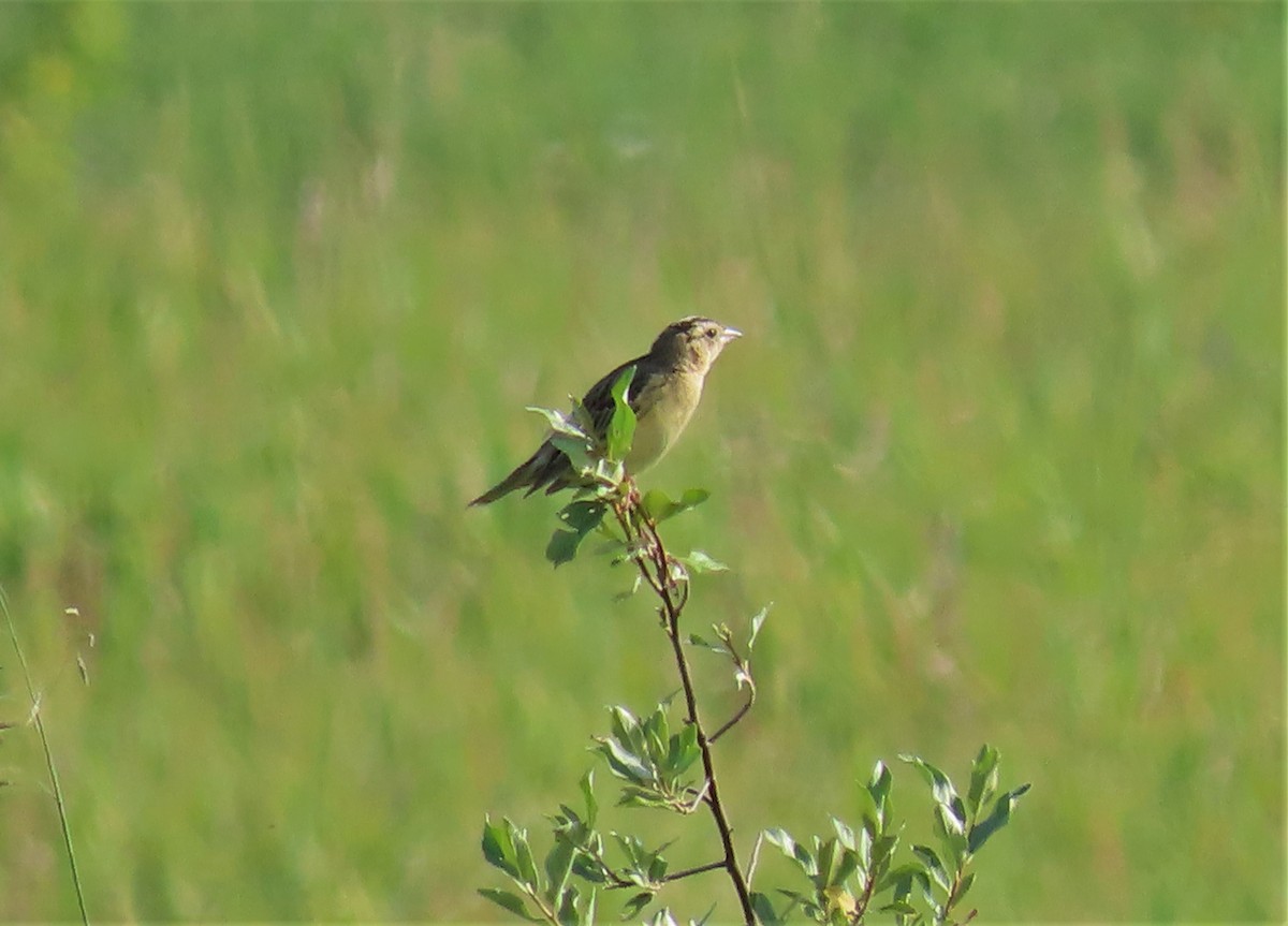 Bobolink - ML598484041