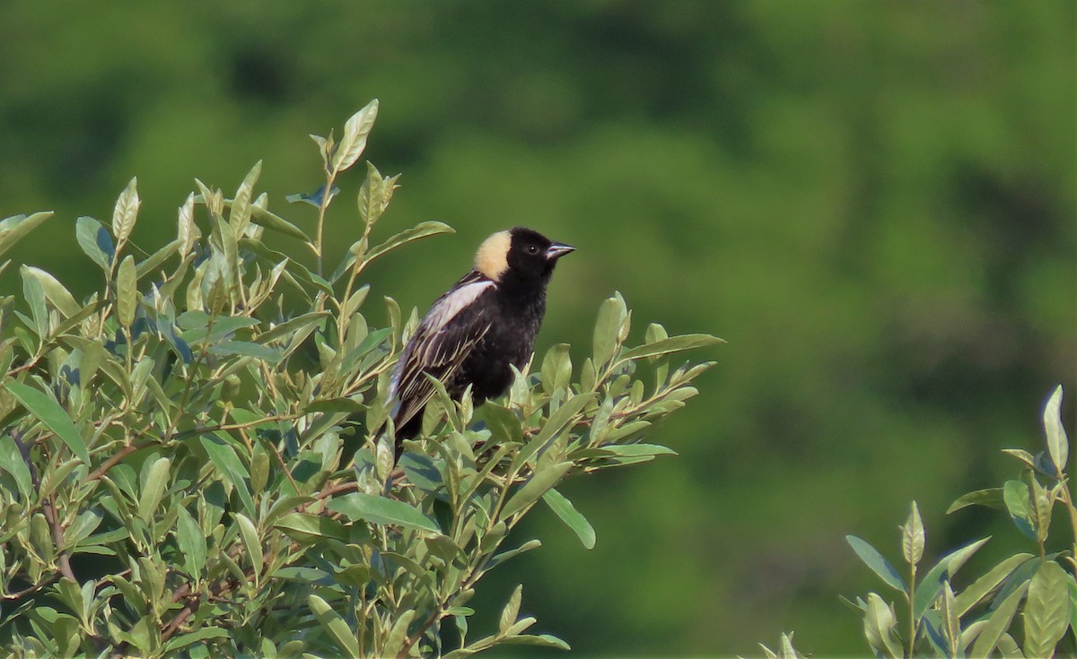 Bobolink - ML598484051