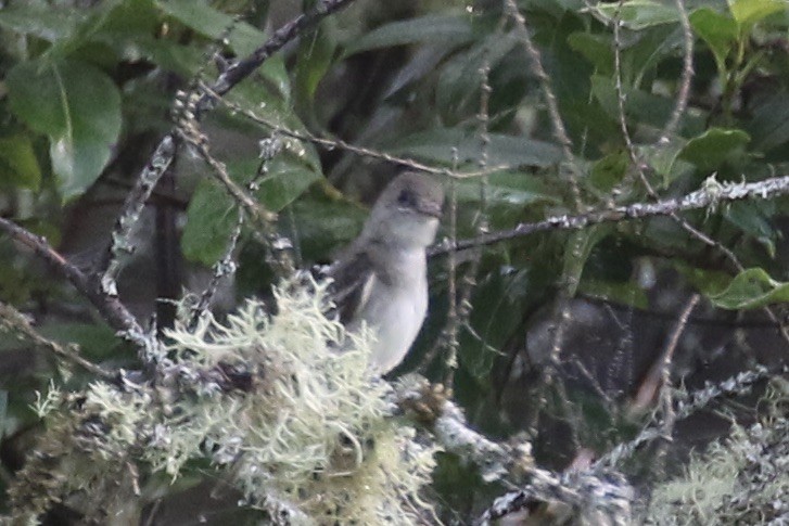 Alder Flycatcher - ML598484151