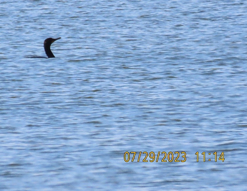 Double-crested Cormorant - Anonymous