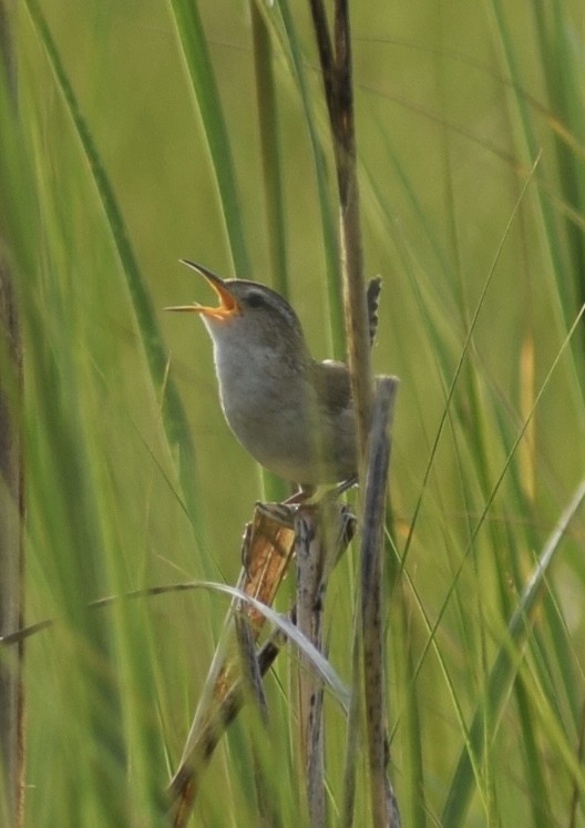 Marsh Wren - ML598484941