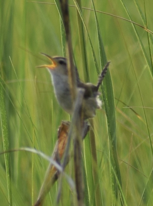 Marsh Wren - ML598484951