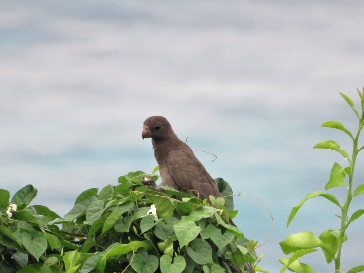 Seychelles Parrot - Martina Corgnati