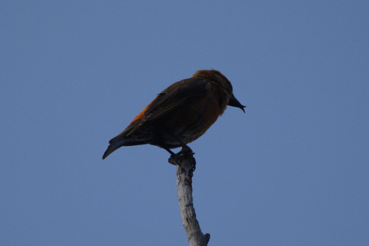 Red Crossbill - ML598486361