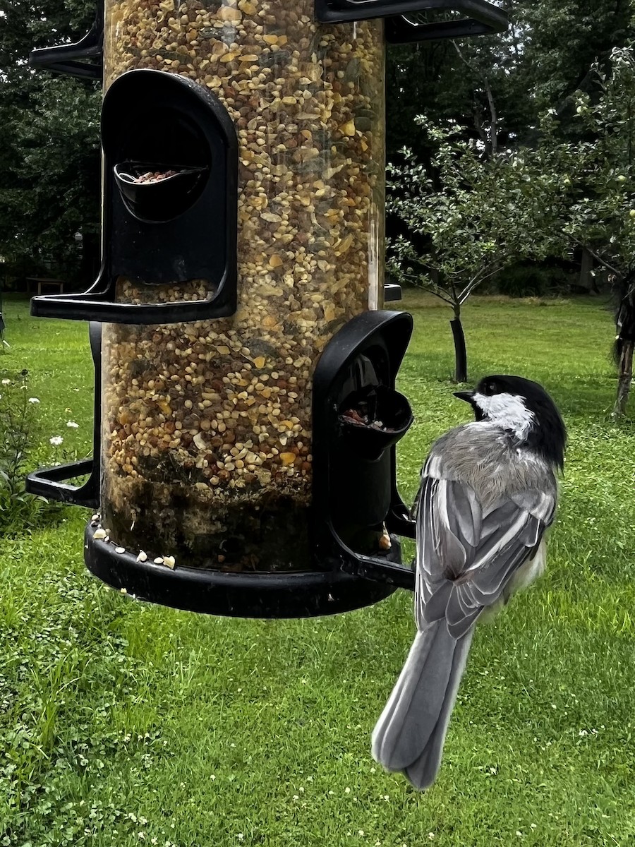 Black-capped Chickadee - ML598486401