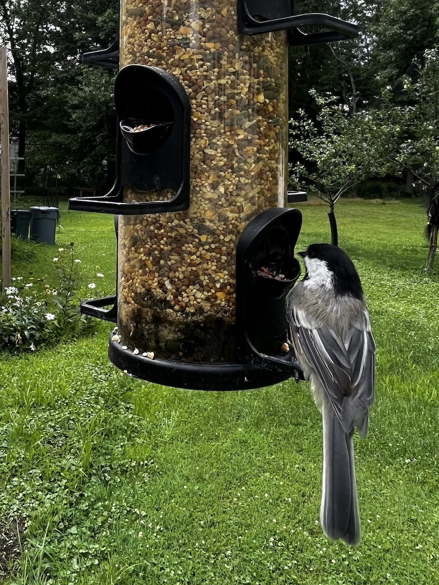 Black-capped Chickadee - ML598486411